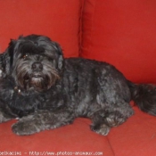 Photo de Lhassa apso