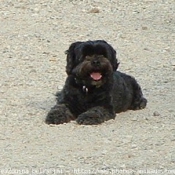 Photo de Lhassa apso