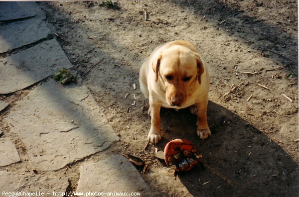 Photo de Labrador retriever