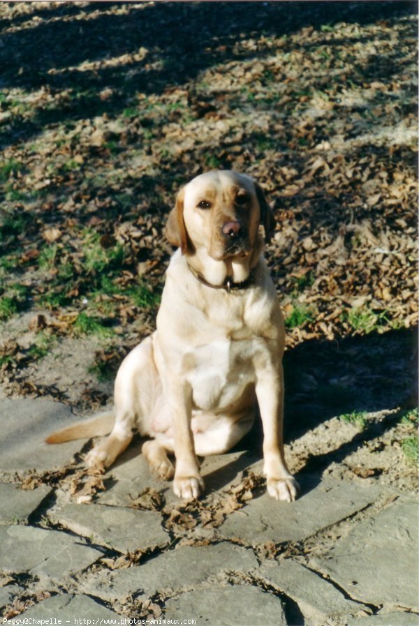 Photo de Labrador retriever