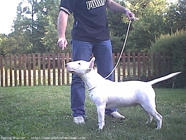 Photo de Bull terrier miniature