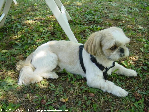 Photo de Shih tzu