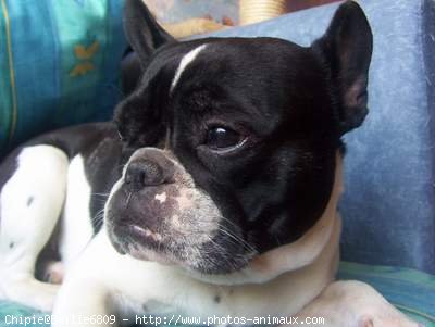 Photo de Bouledogue franais