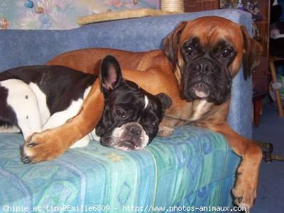 Photo de Boxer