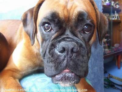 Photo de Boxer