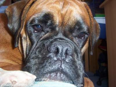 Photo de Boxer