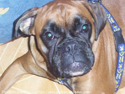 Photo de Boxer