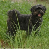 Photo de Lhassa apso