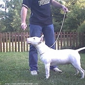 Photo de Bull terrier miniature