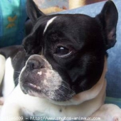 Photo de Bouledogue franais