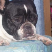 Photo de Bouledogue franais