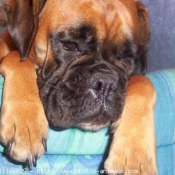 Photo de Boxer