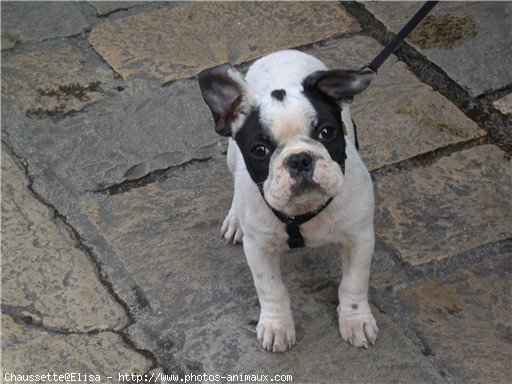 Photo de Bouledogue franais