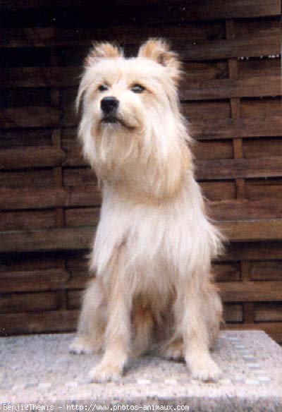 Photo de Chien de berger des pyrenes  poil long