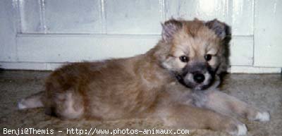 Photo de Chien de berger des pyrenes  poil long