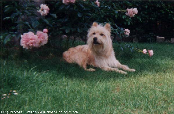 Photo de Chien de berger des pyrenes  poil long