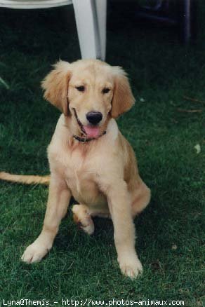 Photo de Golden retriever