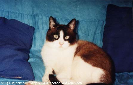 Photo de Snowshoe