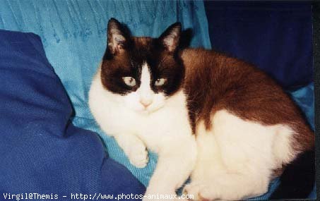 Photo de Snowshoe