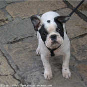 Photo de Bouledogue franais