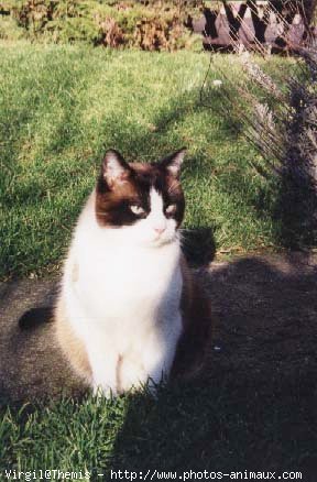 Photo de Snowshoe