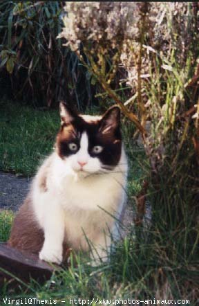 Photo de Snowshoe