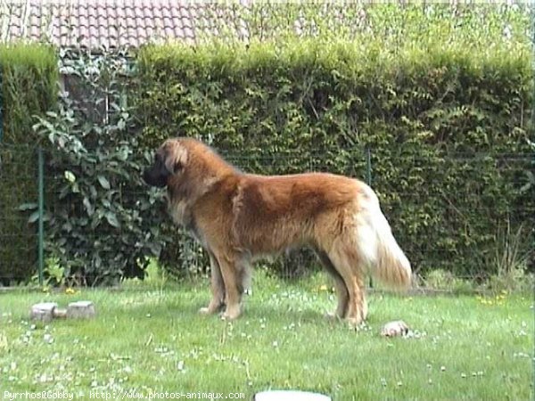 Photo de Leonberg