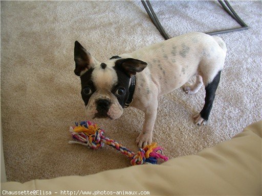 Photo de Bouledogue franais