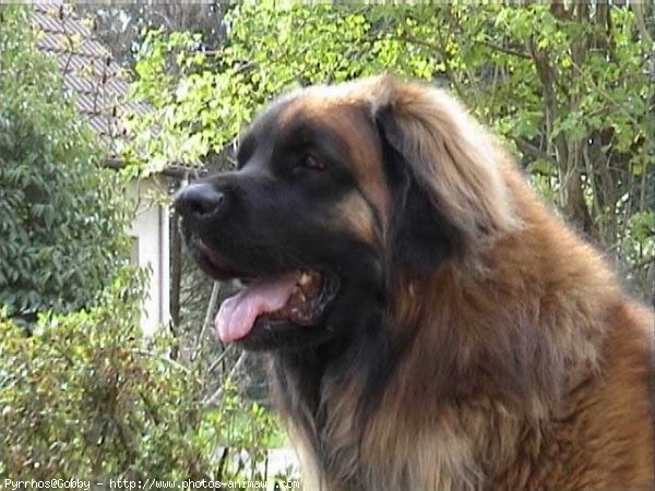 Photo de Leonberg