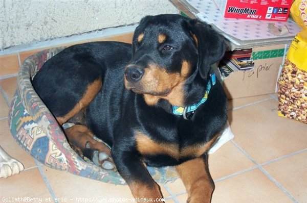 Photo de Rottweiler