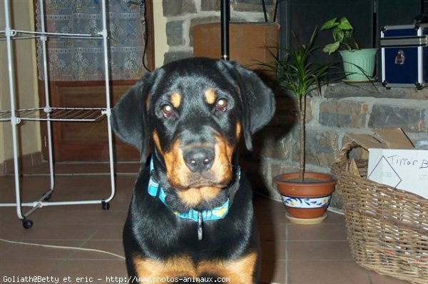 Photo de Rottweiler