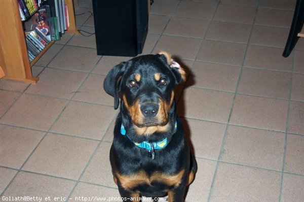 Photo de Rottweiler