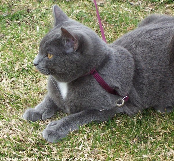 Photo de Chartreux