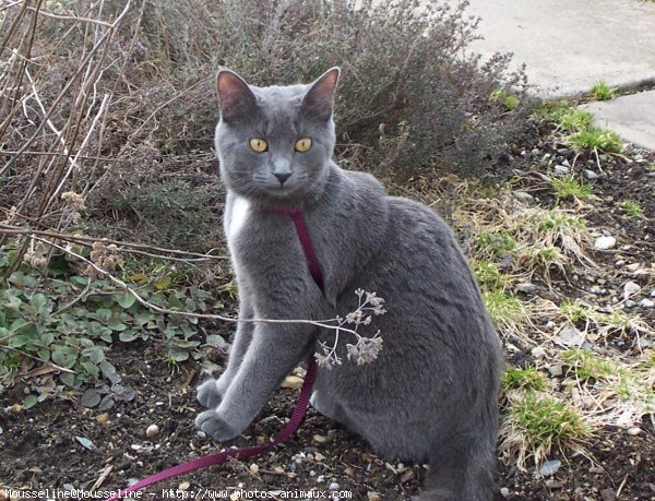 Photo de Chartreux