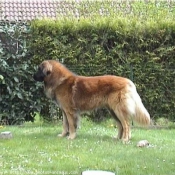 Photo de Leonberg