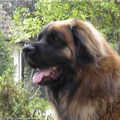 Photo de Leonberg