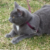 Photo de Chartreux