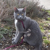 Photo de Chartreux