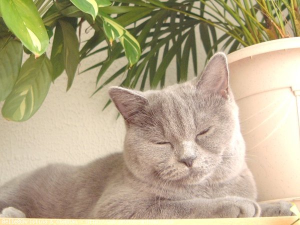 Photo de British shorthair