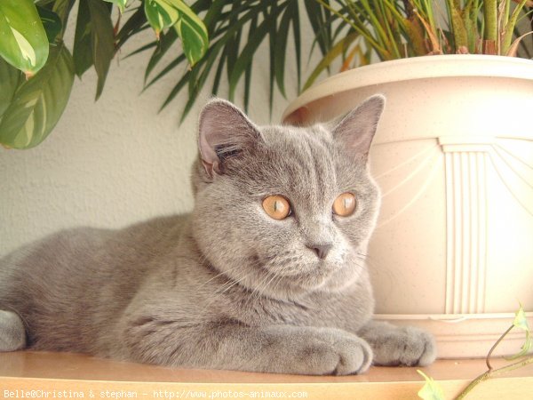 Photo de British shorthair