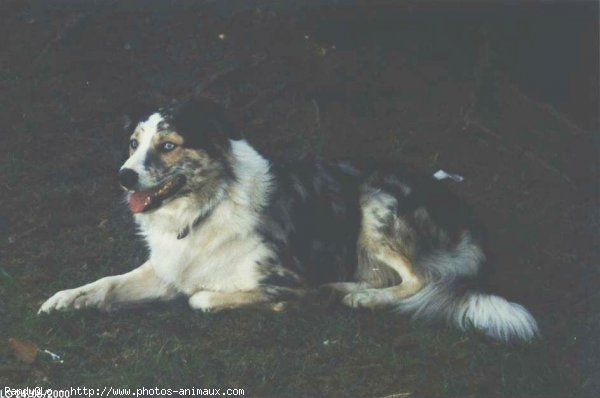 Photo de Border collie