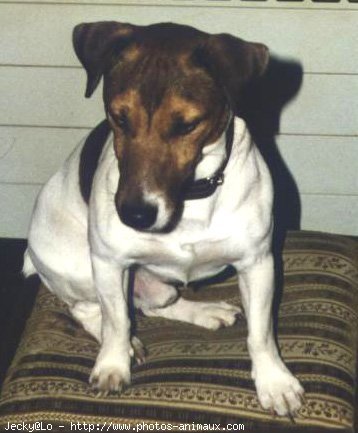 Photo de Jack russell terrier