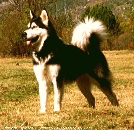 Photo de Malamute de l'alaska