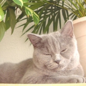 Photo de British shorthair