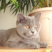 Photo de British shorthair