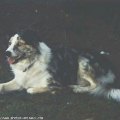 Photo de Border collie