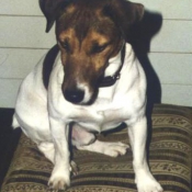 Photo de Jack russell terrier