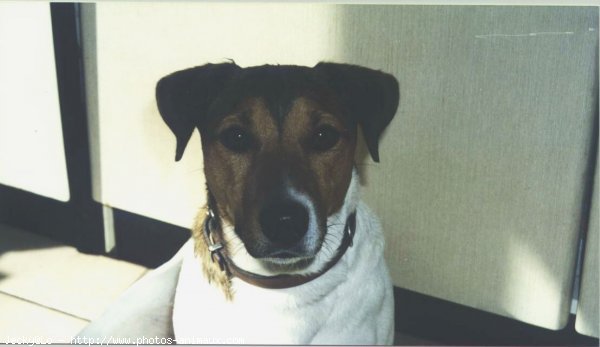 Photo de Jack russell terrier