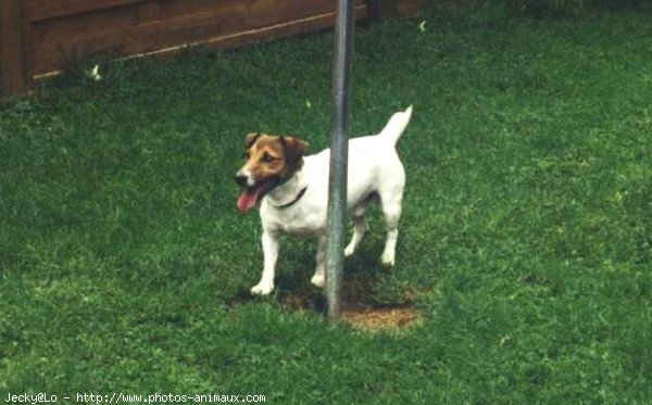 Photo de Jack russell terrier