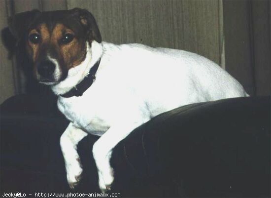 Photo de Jack russell terrier